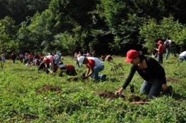 Reforestarión rural